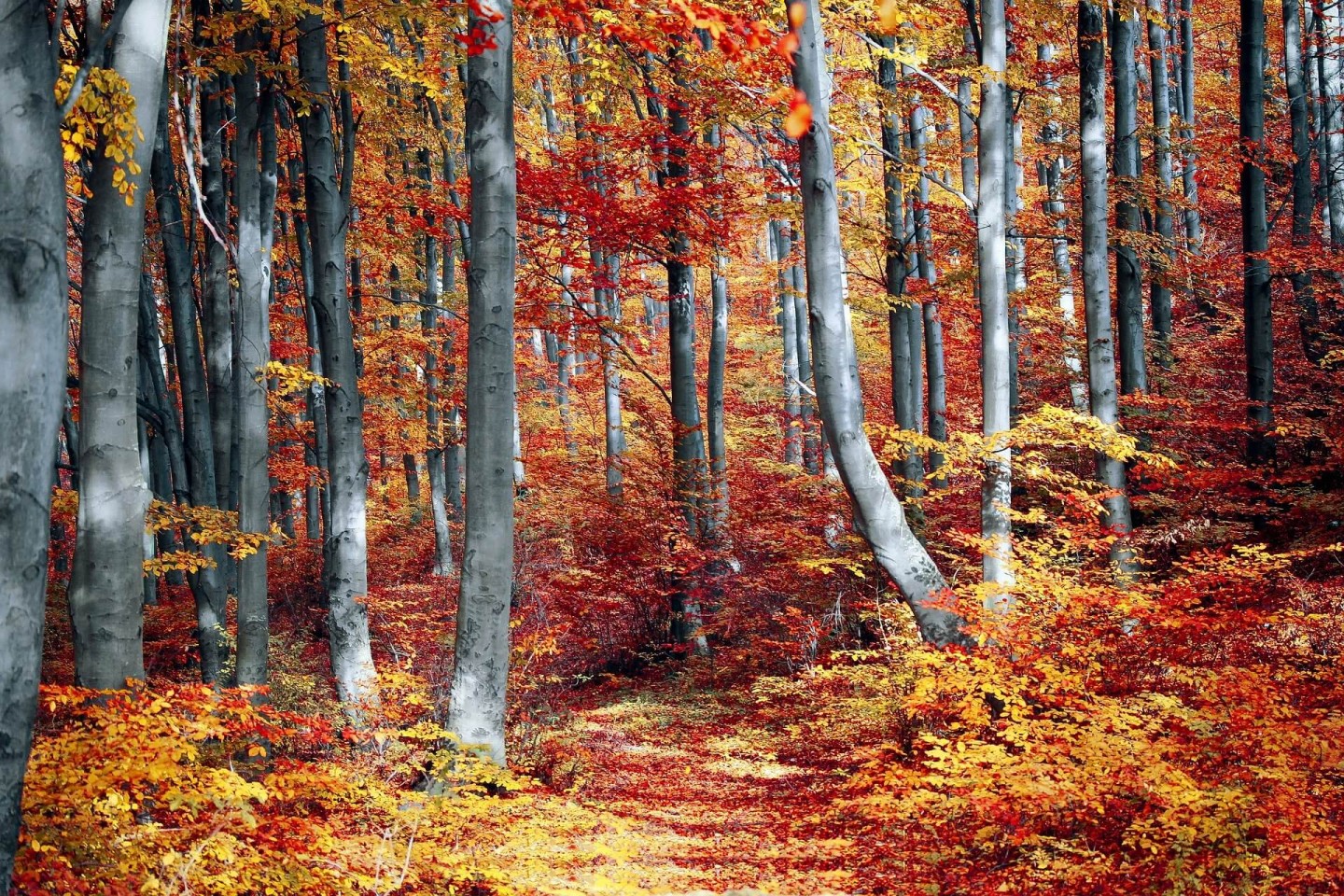 Chaleurbois, spécialiste du matériel forestier et chauffage au bois